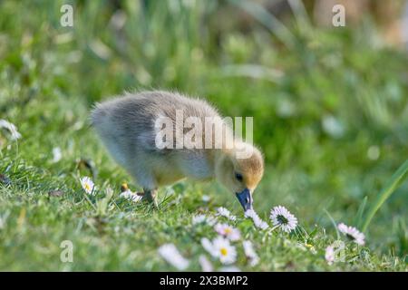A grey goose chick (Anser anser) with a fluffy yellow colour stands in the grass and tilts its head, Muehlenteich, Wismar, Mecklenburg-Vorpommern Stock Photo