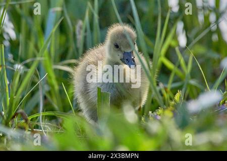 A fluffy grey goose chick (Anser anser) stands in the green grass, Muehlenteich, Wismar, Mecklenburg-Vorpommern, Germany Stock Photo