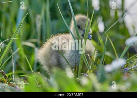 A fluffy grey goose chick (Anser anser) stands in the green grass, Muehlenteich, Wismar, Mecklenburg-Vorpommern, Germany Stock Photo