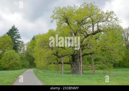 Natural monument Breit Eich, oak, Methuselah, spring, April, Schwaebisch Hall, Schwaebisch-Franconian Forest Nature Park, Hohenlohe Stock Photo