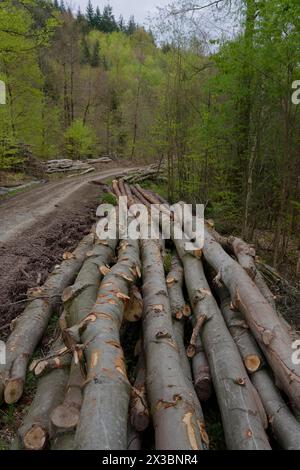 Felled beech wood, beech, forestry work, forest work, lumberjack, Lembergwald, logging, logging, tree, trees, forest, forest path, spring, April Stock Photo