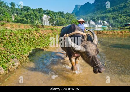 Vietnamese farmer with rice hat tilling a wet rice field with water buffalo (bubalus), Báº£n Giá»‘c Detian waterfalls directly on the border line Stock Photo