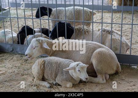 horoughbred sheep on a farm in the stall. Agriculture Stock Photo