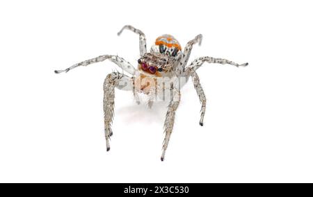 Grey Tiger jumping spider - Paramaevia michelsoni - is a species of jumping spider is found in the United States. Isolated on white background front f Stock Photo