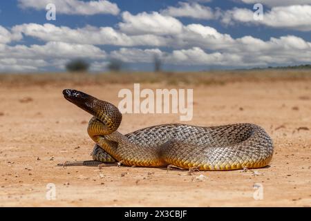 Australian Highly venomous Inland Taipan in outback Queensland habitat Stock Photo