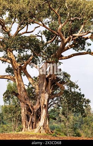 Majestic ethereal very old hollowed out tree in Amhara region, Ethiopia. Stock Photo