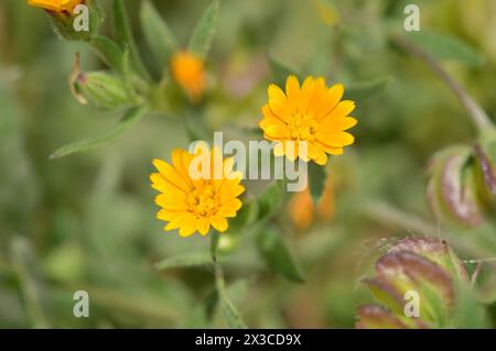 Field Marigold - Calendula arvensis Stock Photo