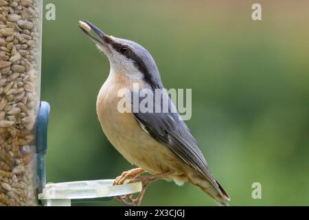 Eurasian Nuthatch (Sitta europaea) eating sunflower seeds from a garden bird feeder Stock Photo