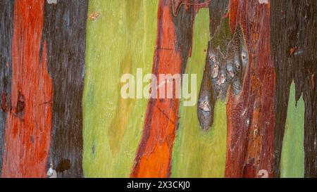 colorful-bark-of-the-rainbow-gum-eucalyptus-tree-in-hawaii-stock-photo