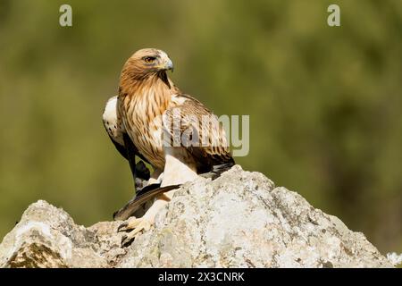 Booted Eagle male in pale phase in a Mediterranean forest at first light of day Stock Photo