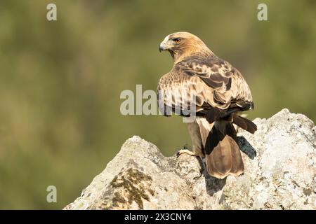 Booted Eagle male in pale phase in a Mediterranean forest at first light of day Stock Photo