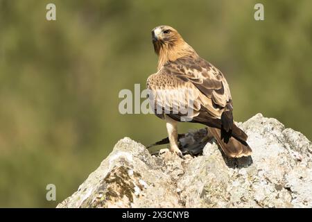 Booted Eagle male in pale phase in a Mediterranean forest at first light of day Stock Photo