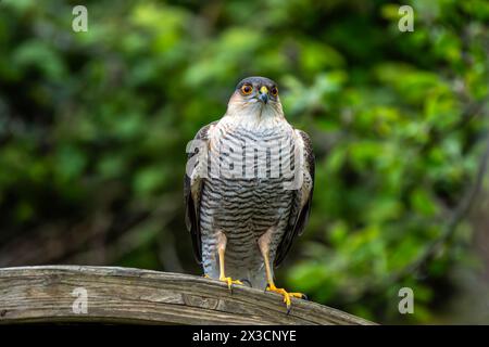 Sparrowhawk (Accipiter nisus) a small bird of prey which is a predatory raptor which hunts in both a woodland or garden environment, stock photo image Stock Photo