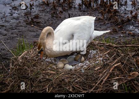 Mute swan (Cygnus olo) in its bird nest with newly laid eggs for hatching into cygnets, stock photo image Stock Photo