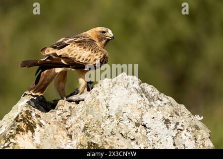 Booted Eagle male in pale phase in a Mediterranean forest at first light of day Stock Photo