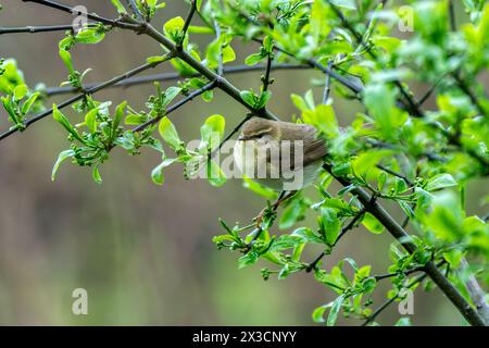 Willow warbler (Phylloscopus trochilus) bird perching on a woodland tree branch, stock photo image Stock Photo