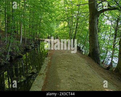 A hiking trail leads through the forest at Dieksee lake in Holstein Switzerland near Plön, Germany Stock Photo