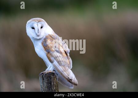 Barn Owl (Tyto alba) perched on a fence post whilst hunting early evening in the Yorkshire Dales, UK. Stock Photo
