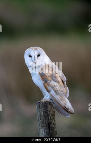 Barn Owl (Tyto alba) perched on a fence post whilst hunting early evening in the Yorkshire Dales, UK. Stock Photo