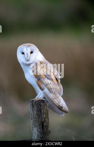 Barn Owl (Tyto alba) perched on a fence post whilst hunting early evening in the Yorkshire Dales, UK. Stock Photo