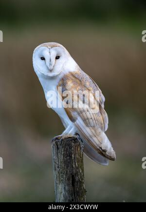Barn Owl (Tyto alba) perched on a fence post whilst hunting early evening in the Yorkshire Dales, UK. Stock Photo