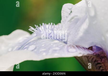 Macro photo of lavender iris flower against green background Stock Photo