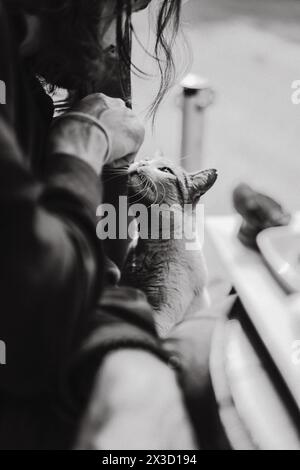 Man feeds a street cat in a cafe in Istanbul Stock Photo