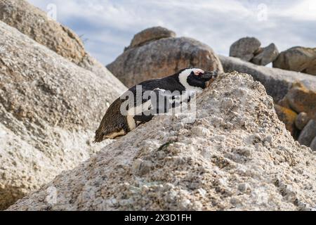 Slumbering penguin on Boulders Beach rock, serene nature scene Stock Photo