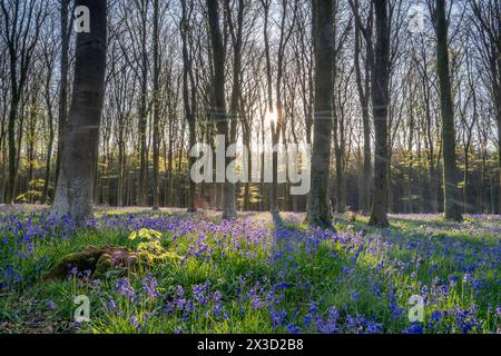 Spring bluebells in Wepham Woods, Angmering Park near Arundel in West Sussex Stock Photo