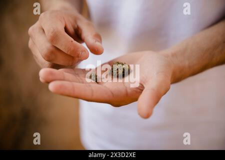 Close-up of the hands of a young boy holding a marijuana bud Stock Photo