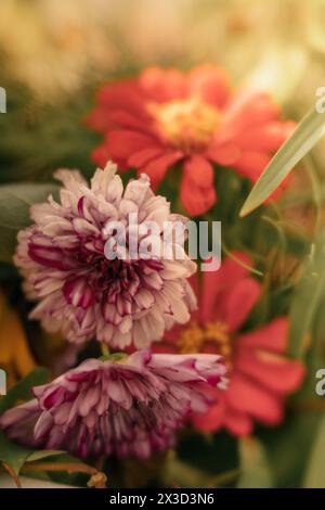 Vibrant red and variegated purple flowers up close Stock Photo