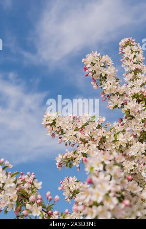 Apple blossoms burst into bloom against a crisp blue sky. Stock Photo