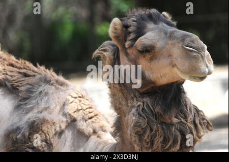 Close-up of a serene brown camel's profile Stock Photo
