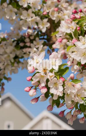 Bee savors blossom nectar; pink buds against a blue sky. Stock Photo