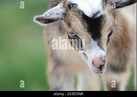 Young goat with brown, white, and black fur, looking gentle Stock Photo