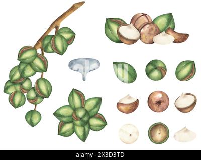 Macadamia nut on a white background, a composition of several nuts. The macadamia tree. Food, snacks, brown walnut, close-up. Watercolor illustrations Stock Photo
