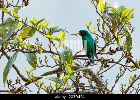Asian emerald cuckoo (Chrysococcyx maculatus) observed in Khonoma in Nagaland, India Stock Photo