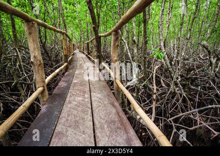 Mangrove forest near El Nido, Palawan island in Philippines Stock Photo