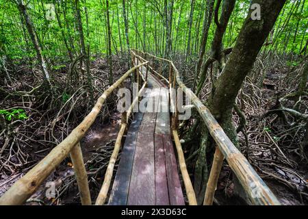 Mangrove forest near El Nido, Palawan island in Philippines Stock Photo