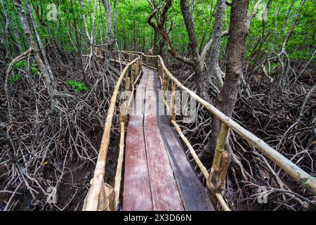 Mangrove forest near El Nido, Palawan island in Philippines Stock Photo