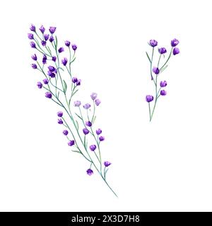 Meadow purple flowers. Spring, summer herbs. Forest wildflowers. Blooming plant. Watercolor botanical illustration of alpine greenery. Simple element Stock Photo