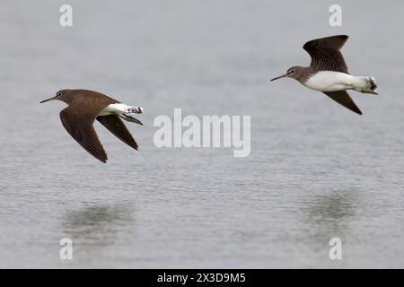green sandpiper (Tringa ochropus), two green sandpipers in flight over the water surface, Italy, Tuscany, Firenze Stock Photo