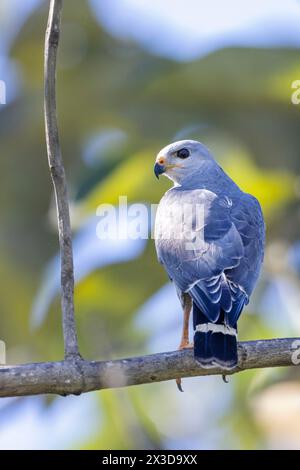 Gray hawk, Mexican goshawk (Buteo plagiatus, Asturina plagiata), sits in the floodplain forest on the Rio Tarcoles, Costa Rica, Tarcoles Stock Photo