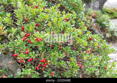 bearberry (Arctostaphylos uva-ursi), fruiting Stock Photo