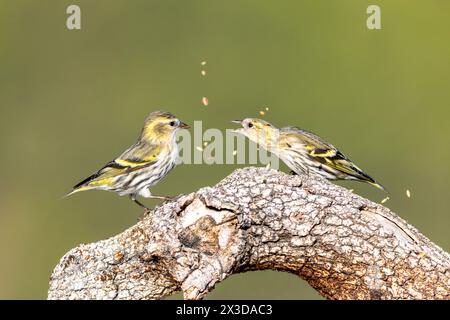 spruce siskin (Spinus spinus, Carduelis spinus), two females conflicting for food on a branch, side view, Spain, Sierra de Espuna, El Berro Stock Photo