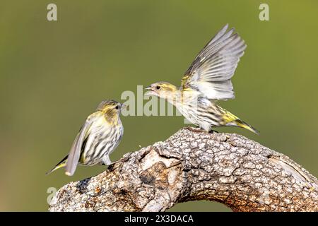 spruce siskin (Spinus spinus, Carduelis spinus), two females conflicting for food on a branch, side view, Spain, Sierra de Espuna, El Berro Stock Photo