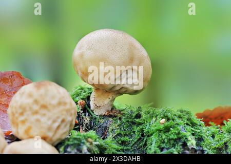 Stump puffball (Lycoperdon pyriforme, Morganella pyriformis), fruiting bodies on mossy ground, Germany, North Rhine-Westphalia Stock Photo