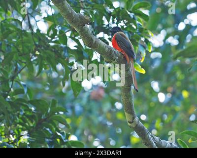 malabar trogon (Harpactes fasciatus), male sitting on a branch, India Stock Photo