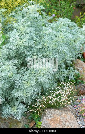 tree wormwood (Artemisia arborescens 'Powis Castle', Artemisia arborescens Powis Castle), cultivar Powis Castle Stock Photo