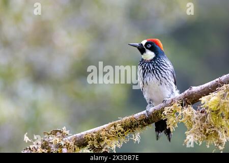 Acorn woodpecker (Melanerpes formicivorus), Male sitting on a branch in the mountain rainforest, Costa Rica, San Gerardo de Dota Stock Photo